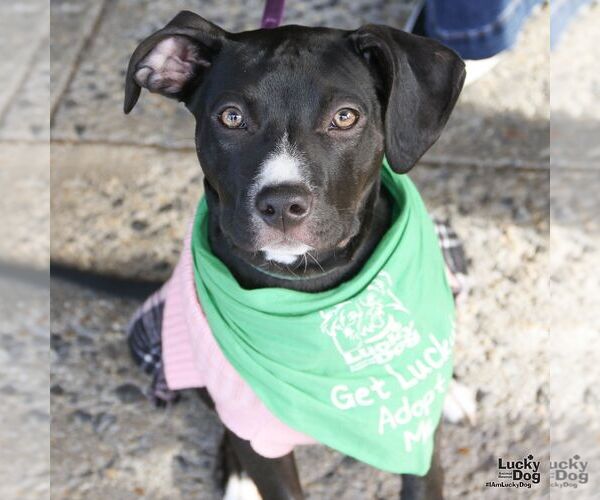 Medium Photo #5 Labrador Retriever-Unknown Mix Puppy For Sale in Washington, DC, USA