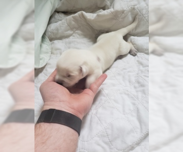Medium Photo #33 Labrador Retriever Puppy For Sale in NEW LENOX, IL, USA