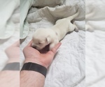 Small #32 Labrador Retriever