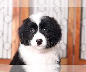 Aussie-Poo Puppy for sale in NAPLES, FL, USA