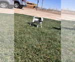 Small Photo #31 Dalmatian Puppy For Sale in AMARILLO, TX, USA