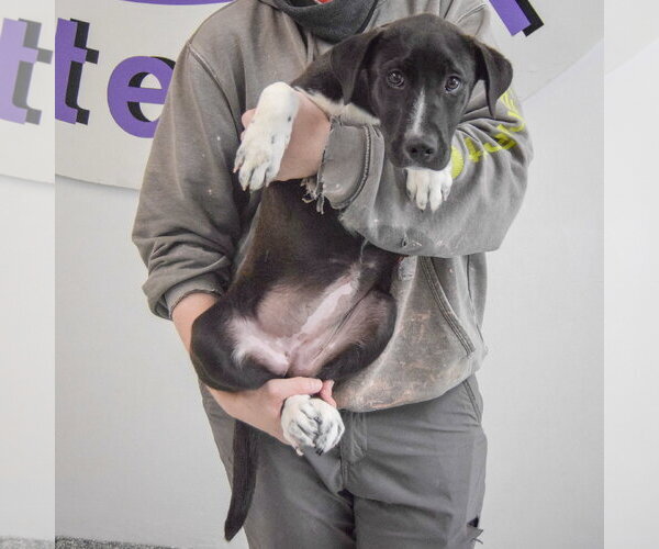Medium Photo #5 Labrenees Puppy For Sale in Huntley, IL, USA