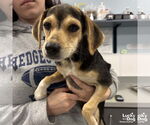 Small #1 Beagle-Feist Terrier Mix