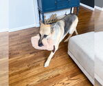 Small #3 German Shepherd Dog