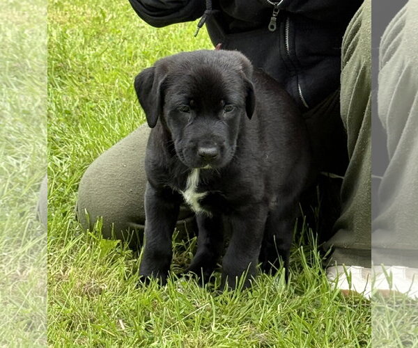 Medium Photo #5 Labrador Retriever-Unknown Mix Puppy For Sale in Stevens Point, WI, USA