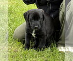 Small #4 Labrador Retriever Mix