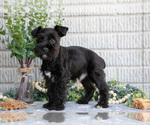 Small #2 Schnauzer (Miniature)