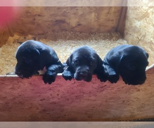 Labrador Retriever Puppy for sale in LITCHFIELD, ME, USA