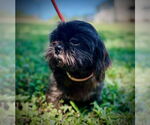 Small #1 Maltese Mix
