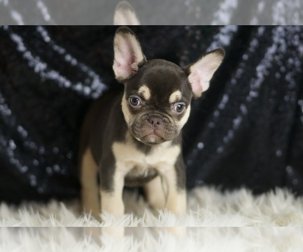 Medium Photo #24 French Bulldog Puppy For Sale in WARSAW, IN, USA