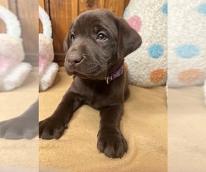 Labrador Retriever Puppy for Sale in NEOLA, West Virginia USA