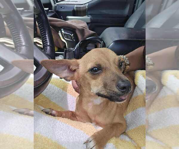 Medium Photo #5 Chihuahua-Unknown Mix Puppy For Sale in New York, NY, USA