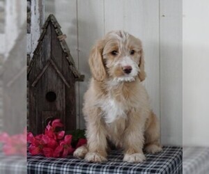 Labradoodle Puppy for sale in FREDERICKSBG, OH, USA