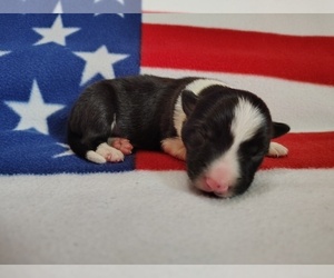 Medium Border Collie