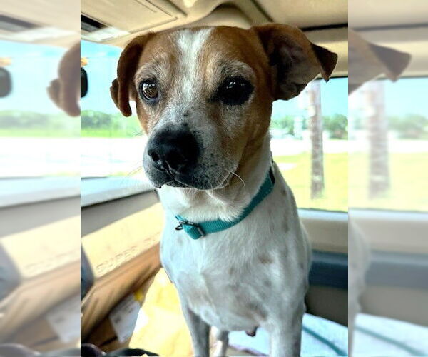 Medium Photo #2 Beagle-Chihuahua Mix Puppy For Sale in Boonton, NJ, USA