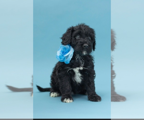 Medium Photo #5 Portuguese Water Dog Puppy For Sale in Guelph, Ontario, Canada