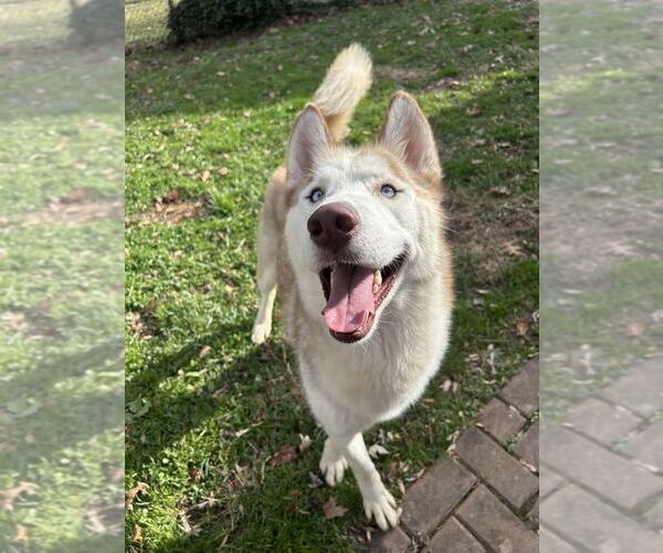 Medium Photo #16 Siberian Husky-Unknown Mix Puppy For Sale in Bethesda, MD, USA