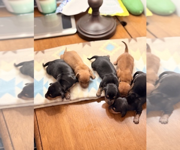 Medium Photo #8 Dachshund Puppy For Sale in CHIPPEWA FALLS, WI, USA