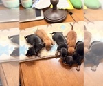 Small #7 Dachshund