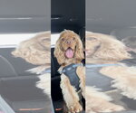 Small #1 Cocker Spaniel