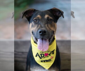 BLIPPI - Male Mutt Dog for Adoption - Photo #3