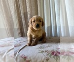 Puppy AKC Duke Golden Retriever