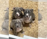 Small #20 American Bully