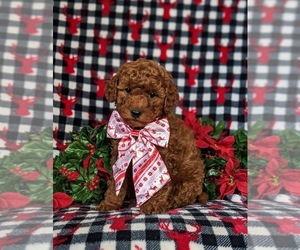 Goldendoodle (Miniature) Puppy for sale in NOTTINGHAM, PA, USA