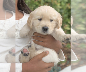 English Cream Golden Retriever Puppy for Sale in WESTLAKE VILLAGE, California USA