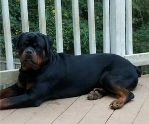 Father of the Rottweiler puppies born on 06/04/2019