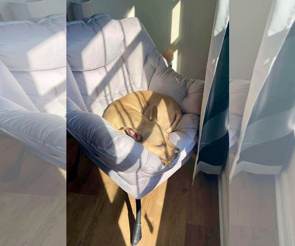 Medium Photo #4 American Pit Bull Terrier-Unknown Mix Puppy For Sale in Germantown, OH, USA