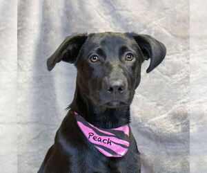 Labrador Retriever-Unknown Mix Dogs for adoption in Hot Springs Village, AR, USA