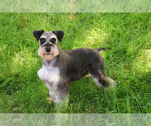 Father of the Schnauzer (Miniature) puppies born on 04/09/2025