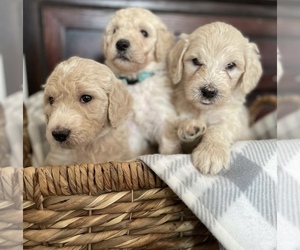 Goldendoodle-Poodle (Standard) Mix Puppy for sale in N HIGHLANDS, CA, USA