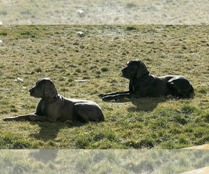 Great Dane Litter for sale in OLATHE, CO, USA