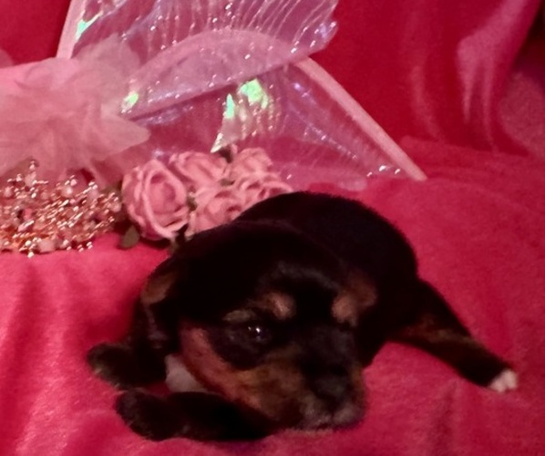 Medium Photo #2 Yorkshire Terrier Puppy For Sale in BROOKHAVEN, MS, USA