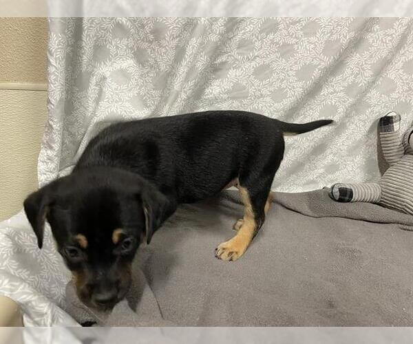 Medium Photo #1 Staffordshire Bull Terrier-Unknown Mix Puppy For Sale in Modesto, CA, USA