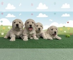 Image preview for Ad Listing. Nickname: Litter of 4