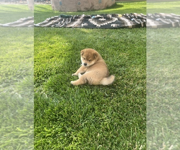 Medium Photo #5 Shiba Inu Puppy For Sale in YUCCA VALLEY, CA, USA