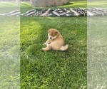 Small Photo #5 Shiba Inu Puppy For Sale in YUCCA VALLEY, CA, USA