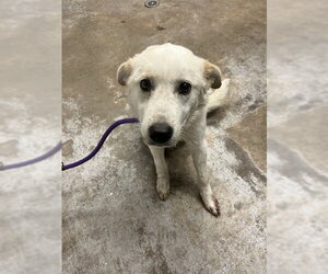 Border Collie-Unknown Mix Dogs for adoption in San Andreas, CA, USA