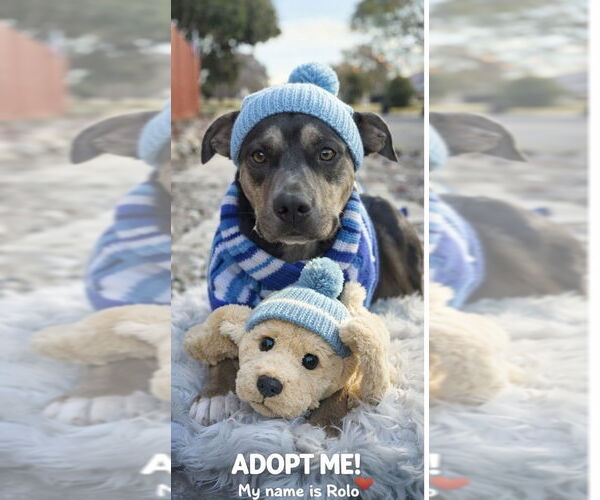 Medium Photo #5 Mutt Puppy For Sale in Euless, TX, USA