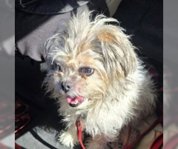 Medium Photo #1 Shih Tzu Puppy For Sale in Claremore, OK, USA