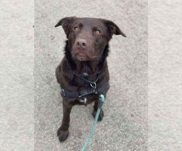 Medium Photo #13 Mutt Puppy For Sale in Elmsford, NY, USA