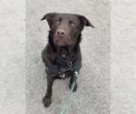 Small #12 Mutt