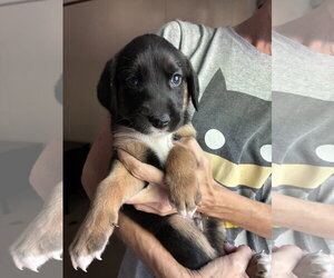Coonhound-Unknown Mix Dogs for adoption in Holly Springs, NC, USA