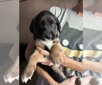 Eeney - Brinleys litter - Male Coonhound-Unknown Mix Dog for Adoption - Small photo