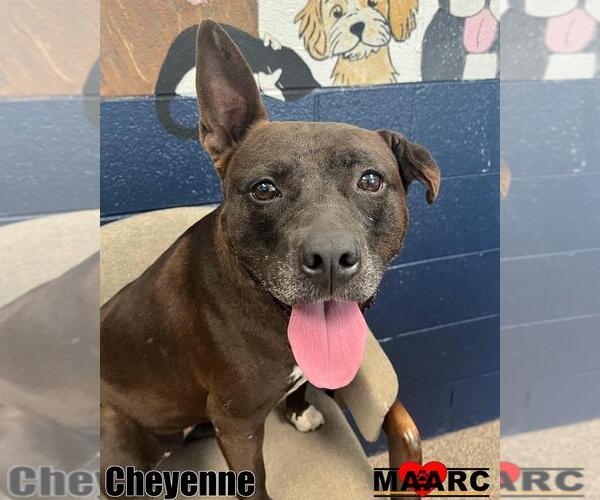 Medium Photo #3 American Pit Bull Terrier Puppy For Sale in Maryville, TN, USA