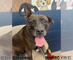 Small #2 American Pit Bull Terrier