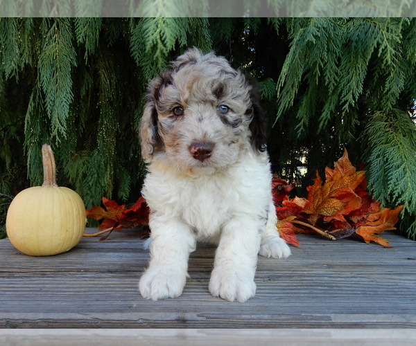 Medium Photo #5 Labradoodle Puppy For Sale in MILLERSBURG, OH, USA